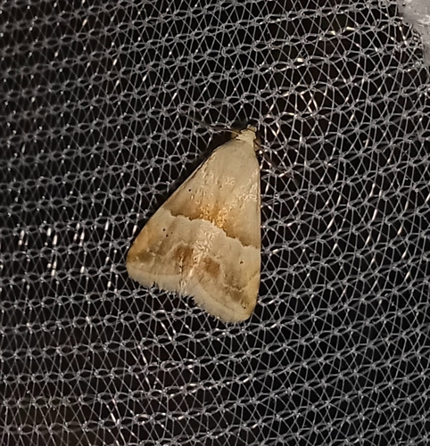 Eublemma parva