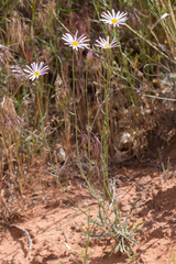 Erigeron utahensis