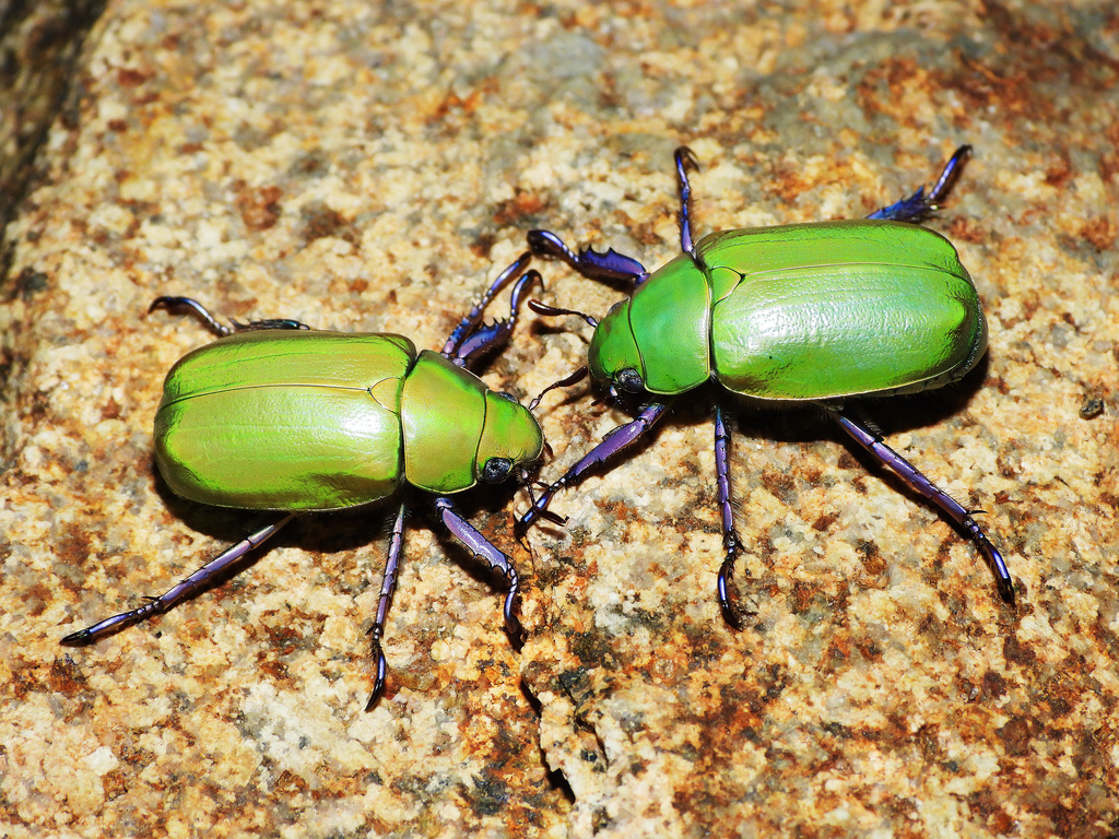 Beyer's Jewel Scarab