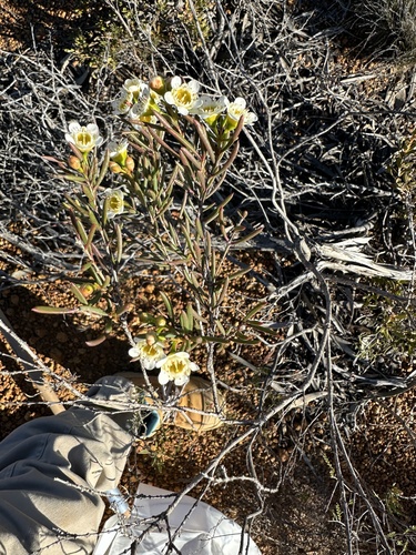 Chamelaucium axillare