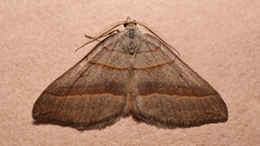 Scotopteryx