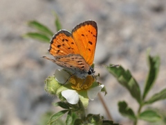 Lycaena cupreus