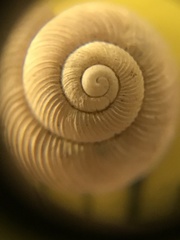 Discus whitneyi