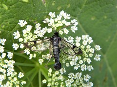 Synanthedon spheciformis