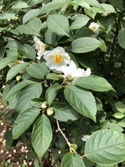 Stewartia koreana