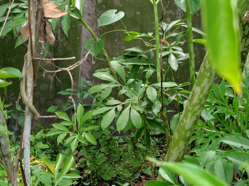 Amorphophallus paeoniifolius