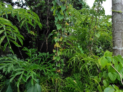 Amorphophallus paeoniifolius