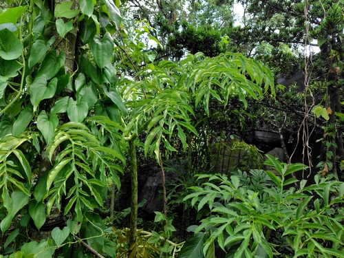 Amorphophallus paeoniifolius