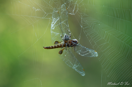 Spot-winged Glider photo 5