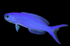 Bluehead Tilefish photo 2