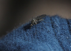 Culiseta incidens