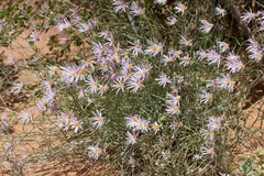 Erigeron utahensis
