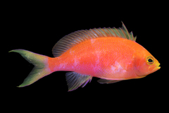 Yellowtail Anthias photo 2