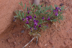 Astragalus desperatus
