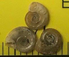 Gyraulus parvus