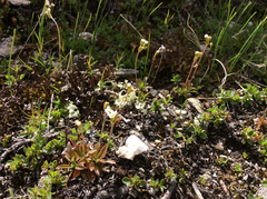 Androsace obtusifolia