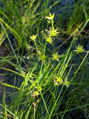 Juncus texanus