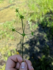 Juncus texanus