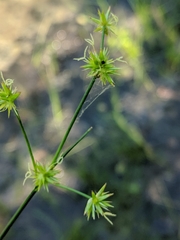 Juncus texanus