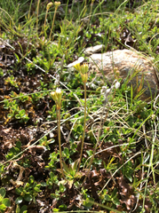 Androsace obtusifolia