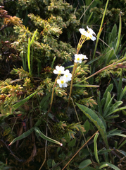 Androsace obtusifolia