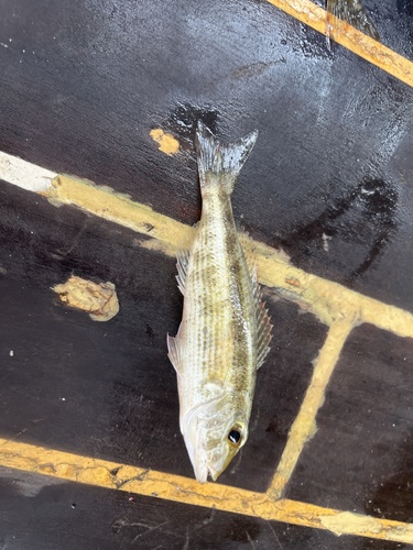 Lethrinus variegatus