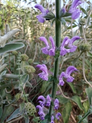 Salvia virgata