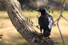 Torresian Crow photo 2