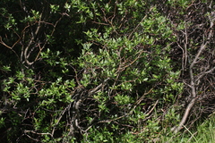 Salix planifolia