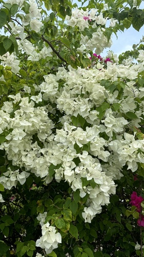 Foto de Primavera