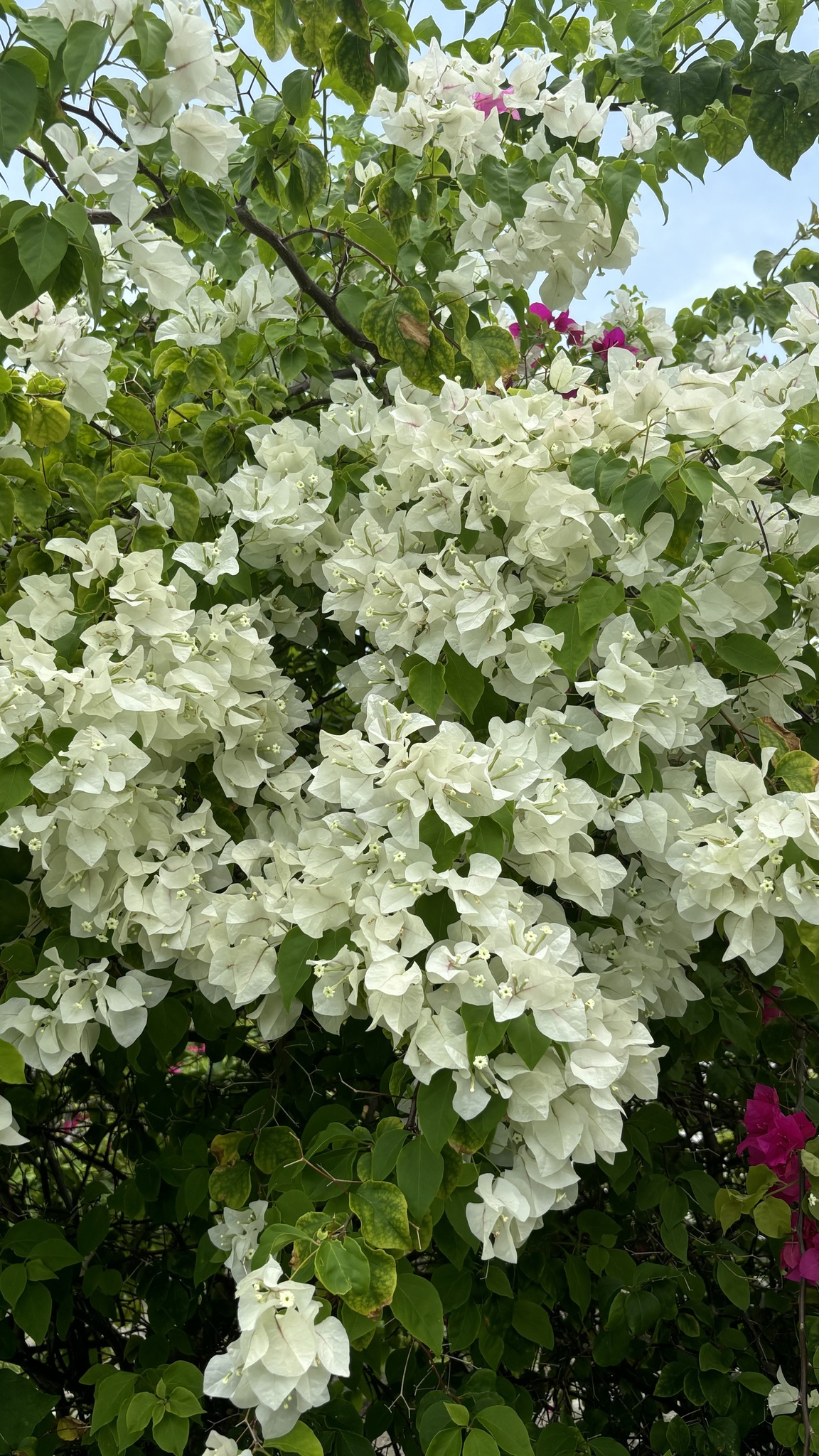 Imagem de Primavera