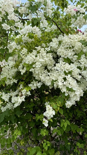 Foto de Primavera