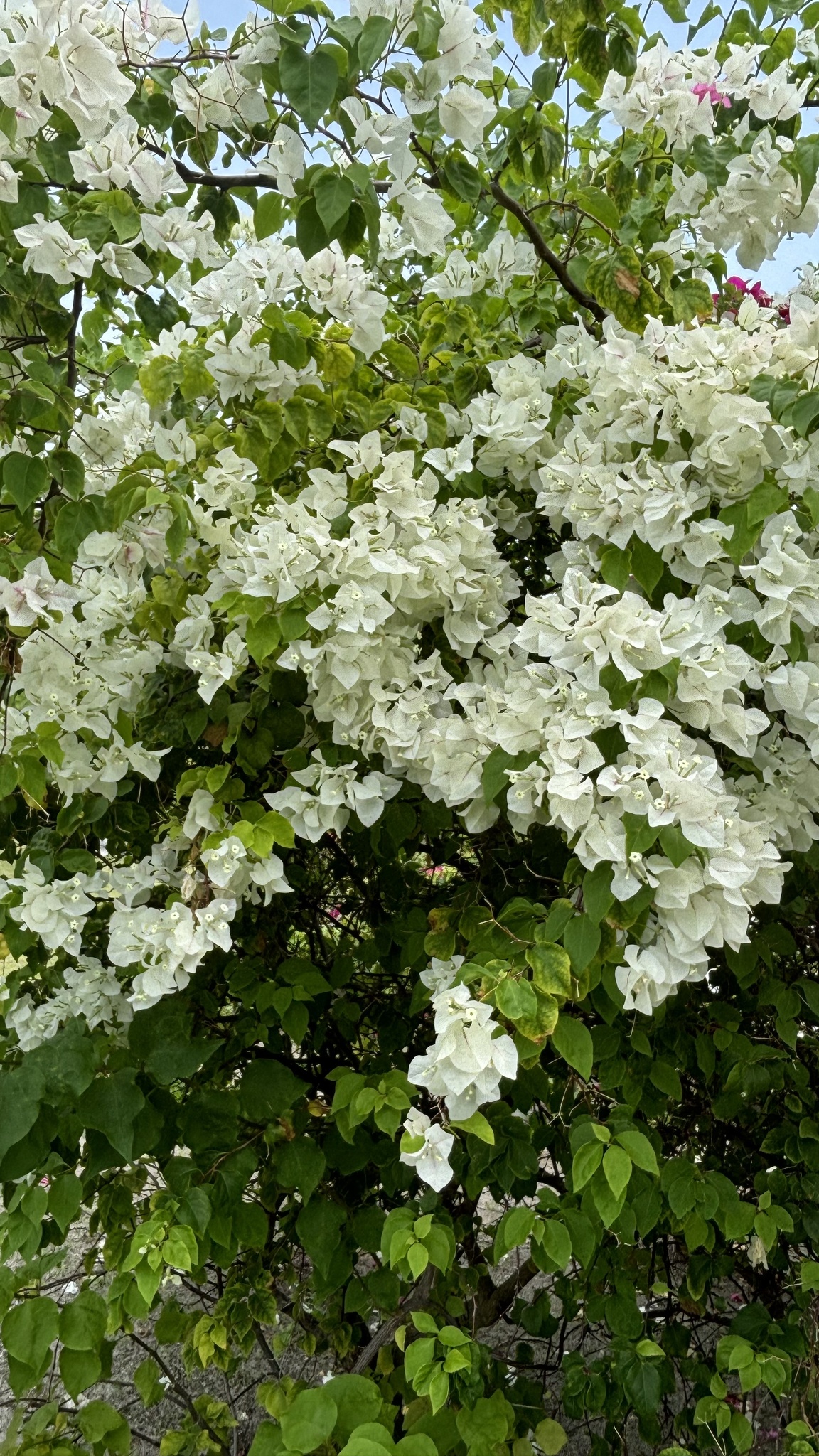 Imagem de Primavera