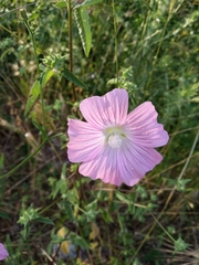 Malva punctata
