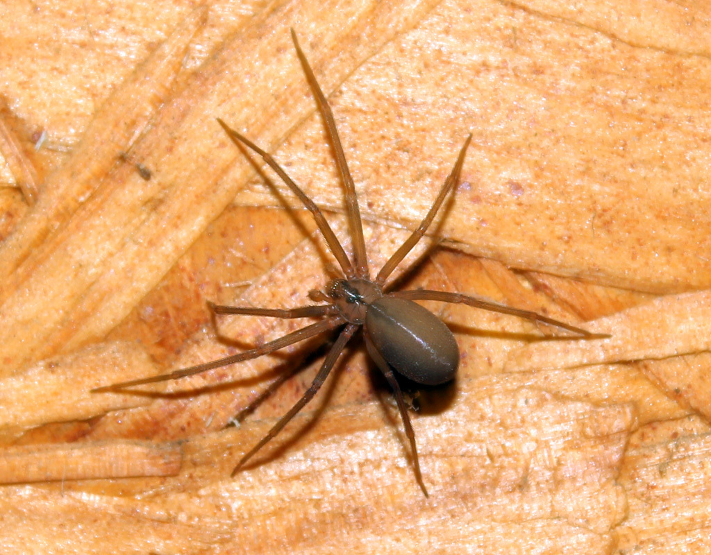 Brown recluse (Loxosceles reclusa)
