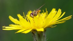 Eupeodes latifasciatus