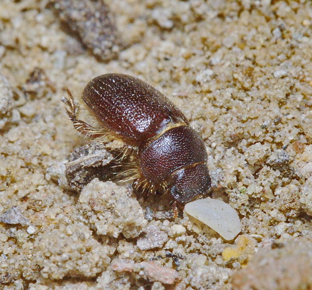 Cheirodes dentipes