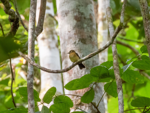 Sulphur-rumped Myiobius (Myiobius sulphureipygius), photo 7