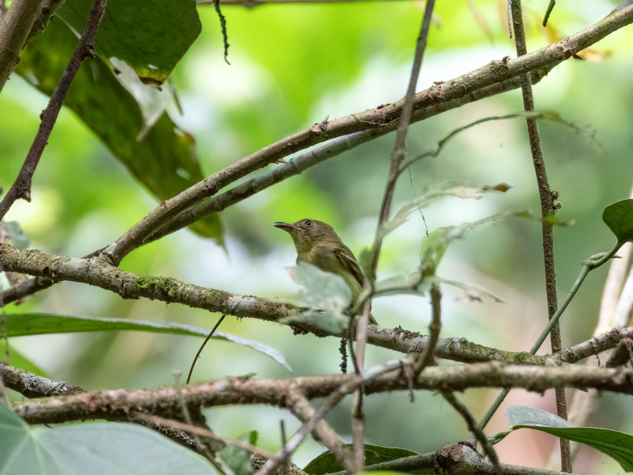 Southern Bentbill (Oncostoma olivaceum), photo 7