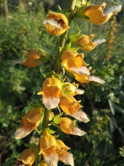 Digitalis laevigata graeca