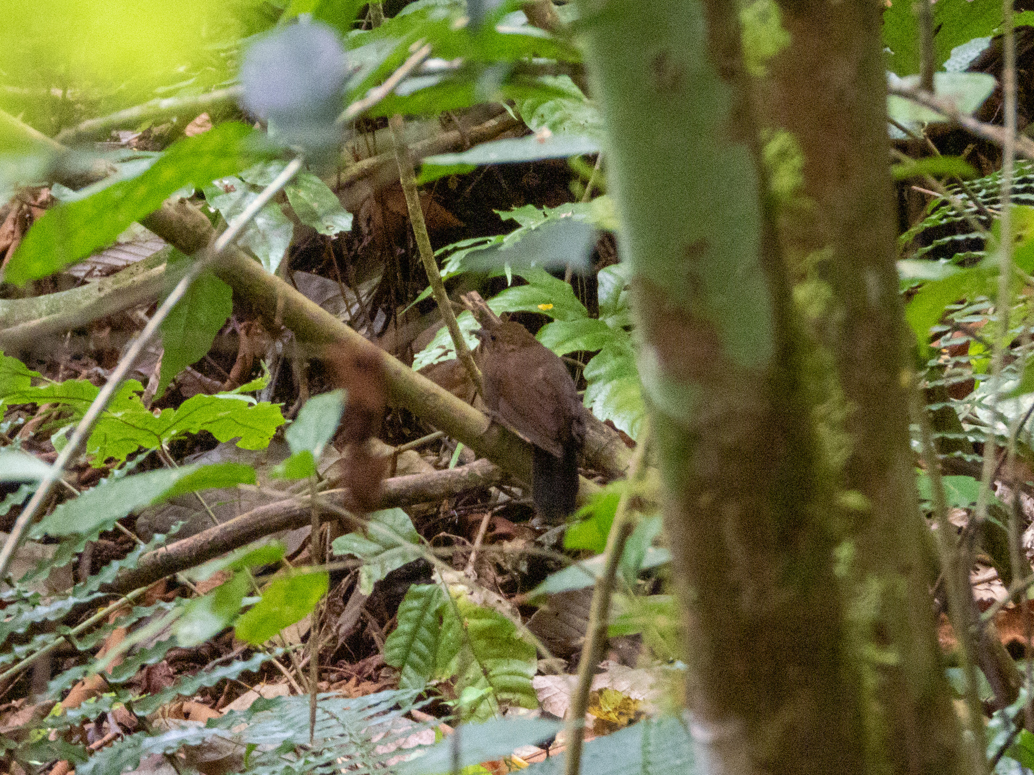 Scaly-throated Leaftosser (Sclerurus guatemalensis), photo 2