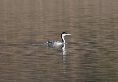 iNaturalist observation photo of Western Grebe
