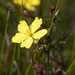Prickly Guinea Flower - Photo (c) Nuytsia@Tas, some rights reserved (CC BY-NC-SA)