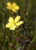 Hibbertia acicularis - Photo (c) Nuytsia@Tas, algunos derechos reservados (CC BY-NC-SA)