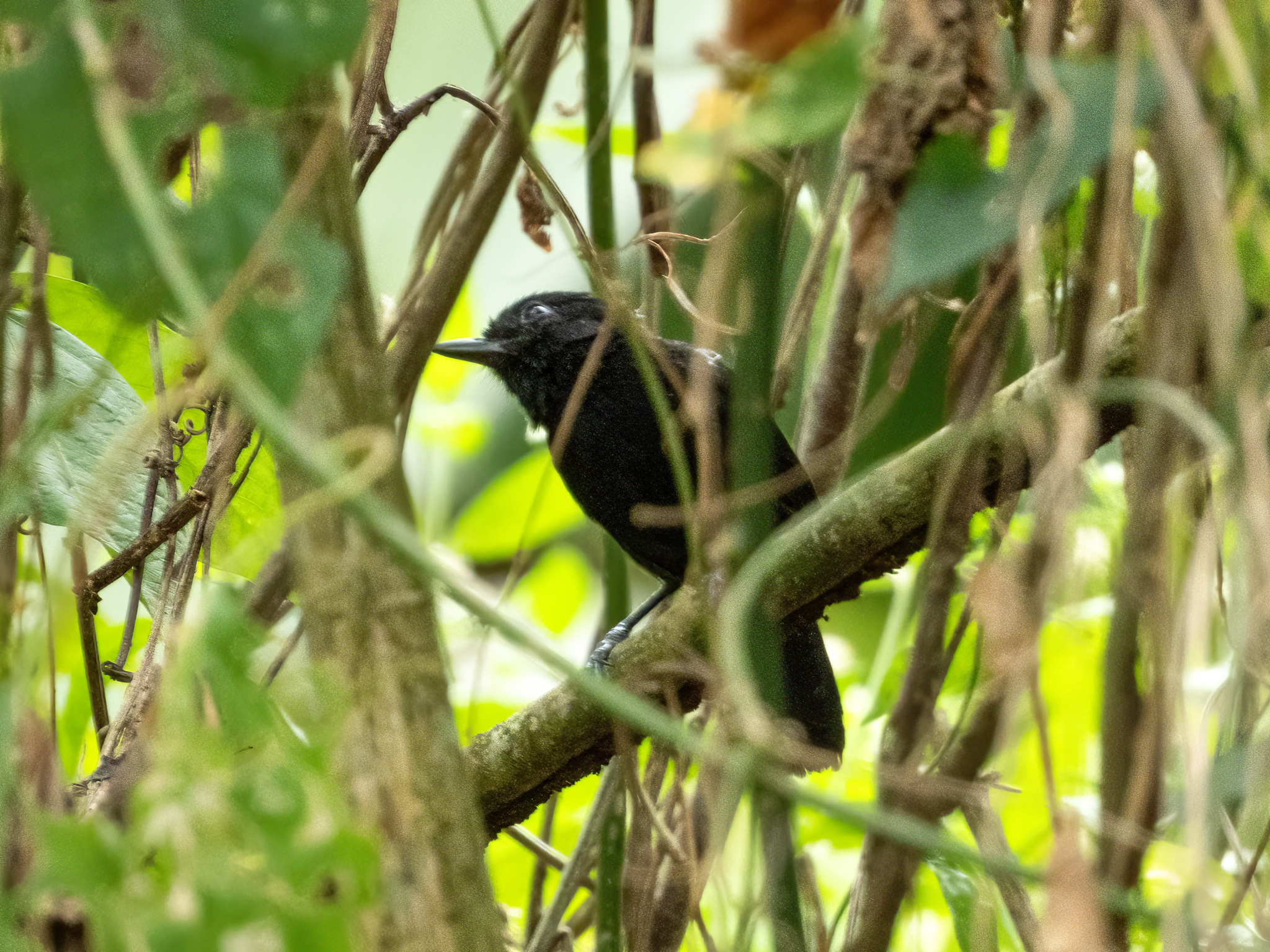 Black Antshrike (Thamnophilus nigriceps), photo 6