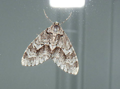 Cladara limitaria