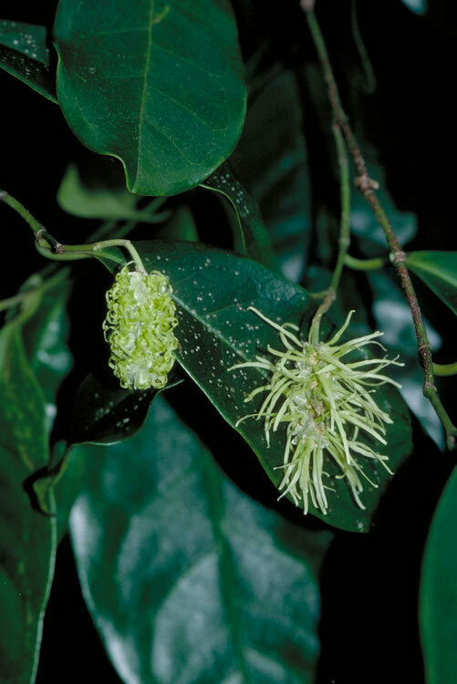 Ostrearia
