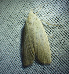Palpidia pallidior
