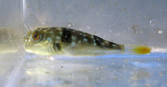Fine-Patterned Puffer photo 4