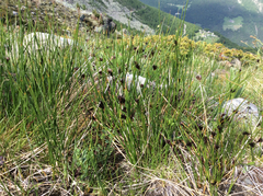 Juncus jacquinii